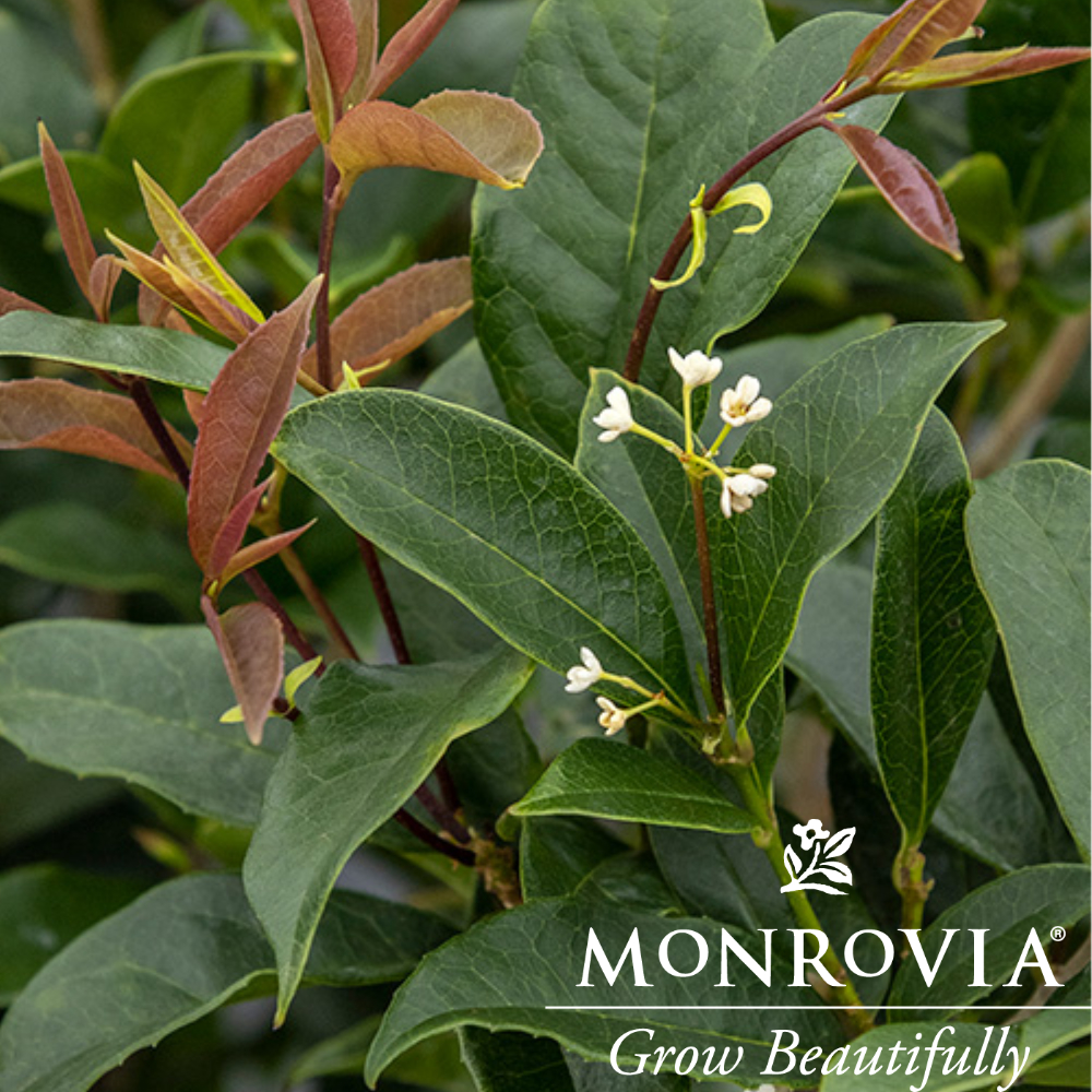 Fragrant Tea Olive