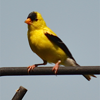 Goldfinch