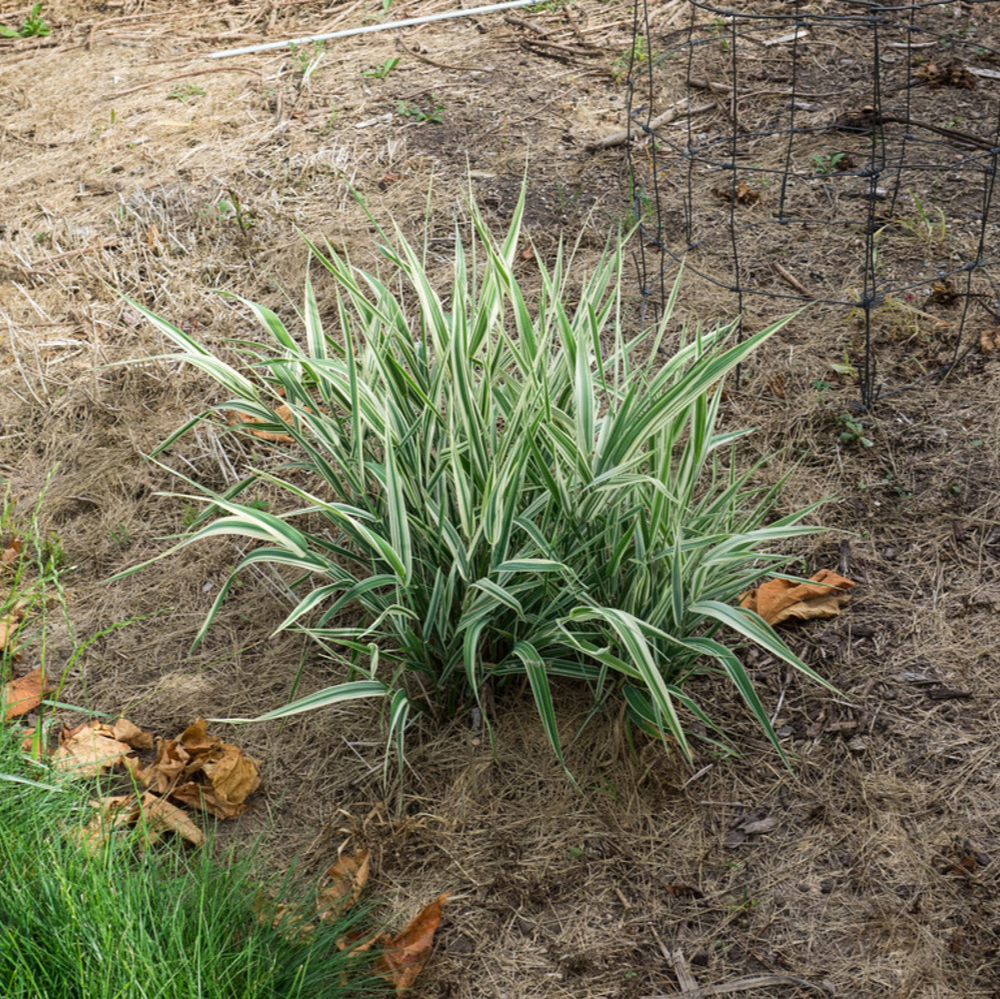 Grass Ribbon Berries and Cream