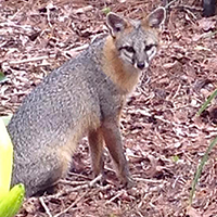 Gray Fox