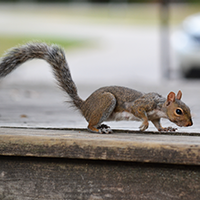 Gray Squirrel