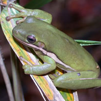 Green Treefrog