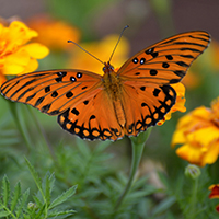 Gulffritillary