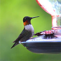Hummingbird 6