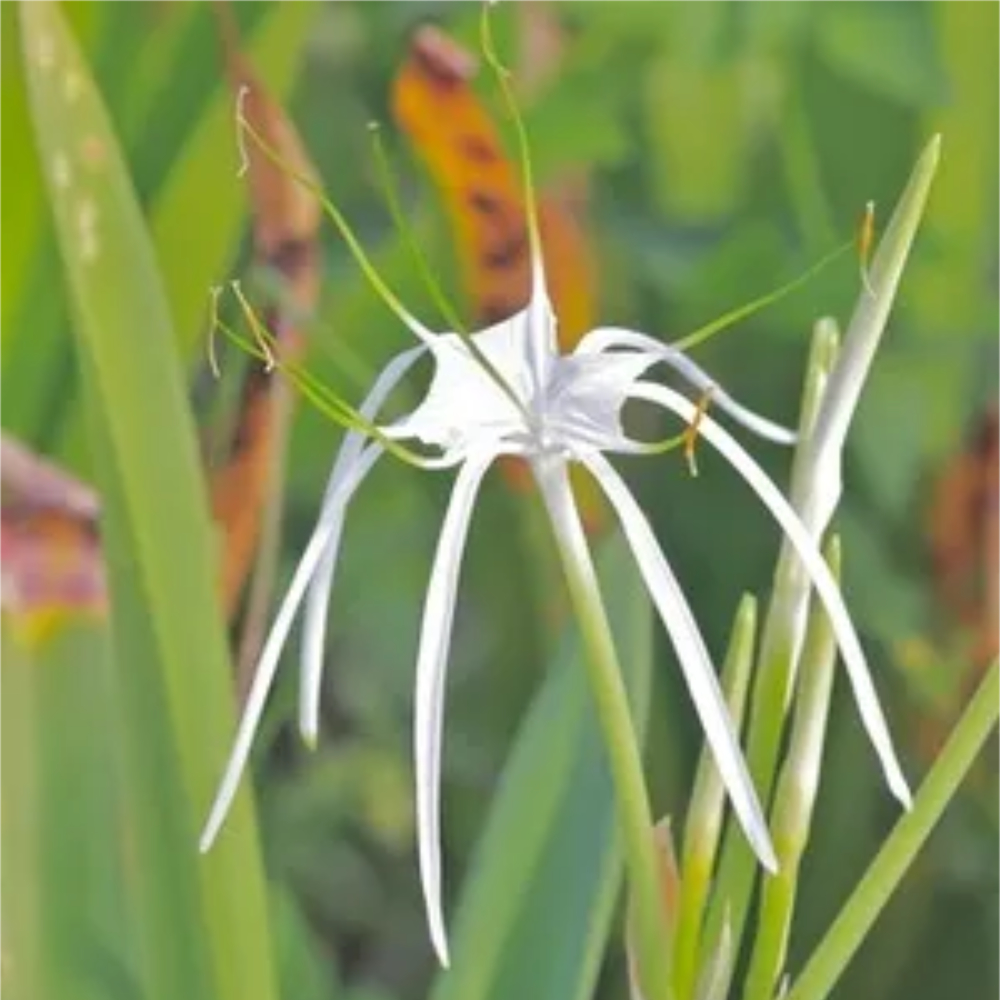 Lily Perfumed Spider