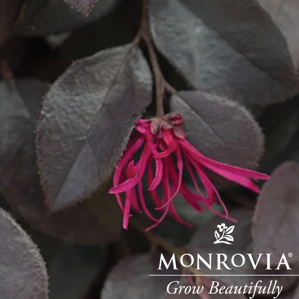 Loropetalum Cerise Charm