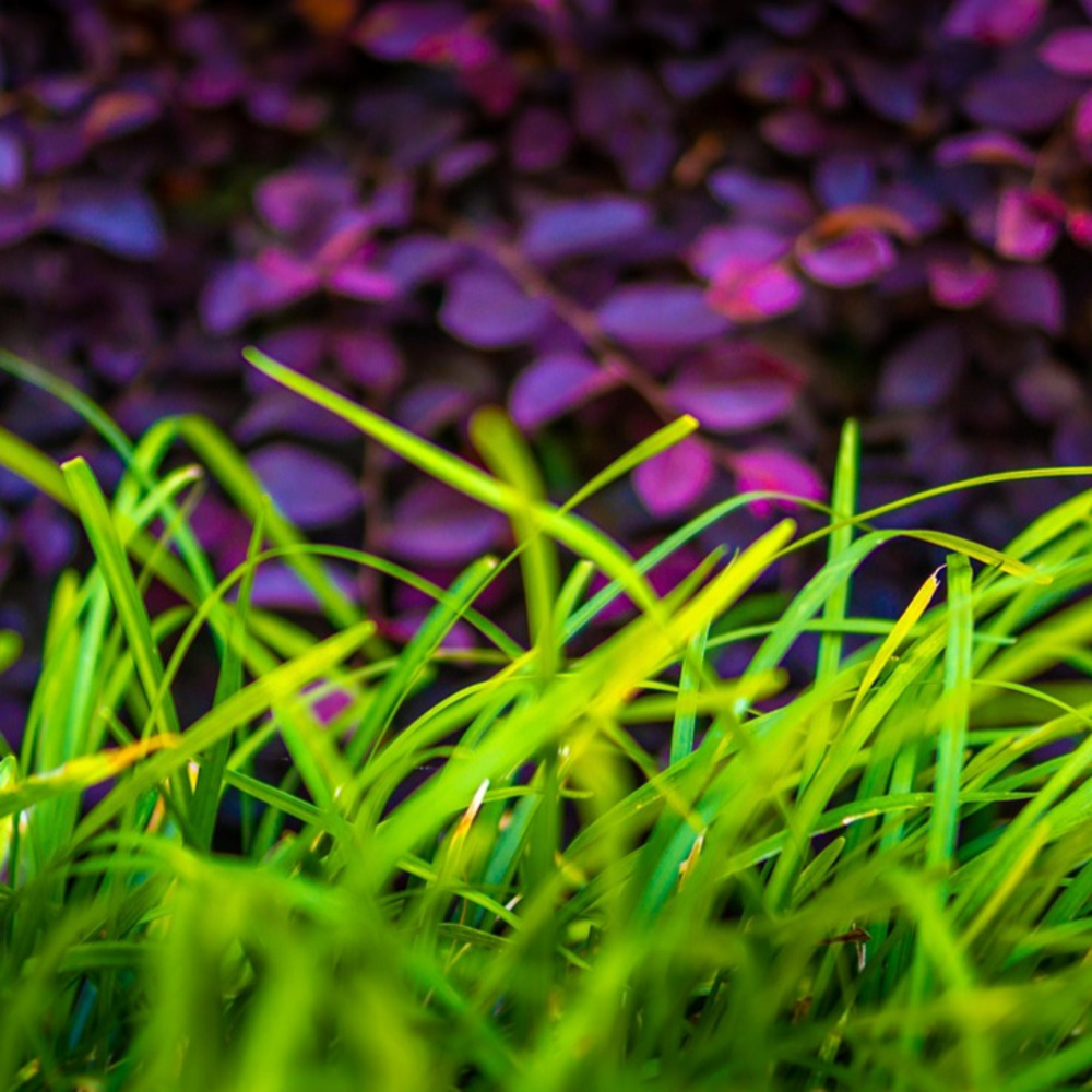 Loropetalum Darkfire