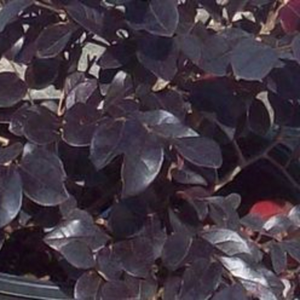 Loropetalum Garnet Fire