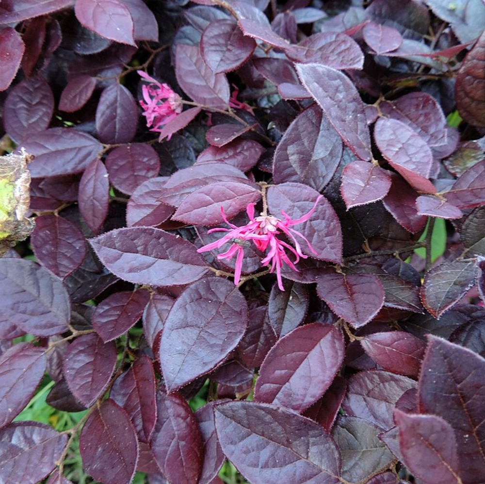 Loropetalum Purple Diamond