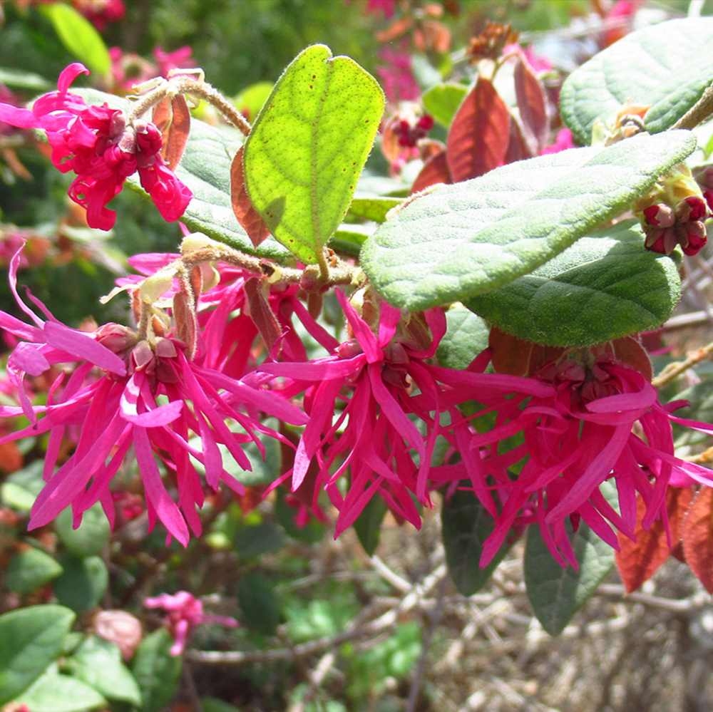 Loropetalum Red Diamond