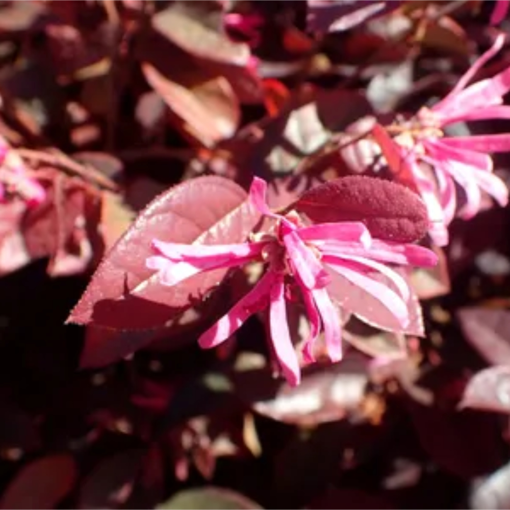 Loropetalum Carolina Midnight