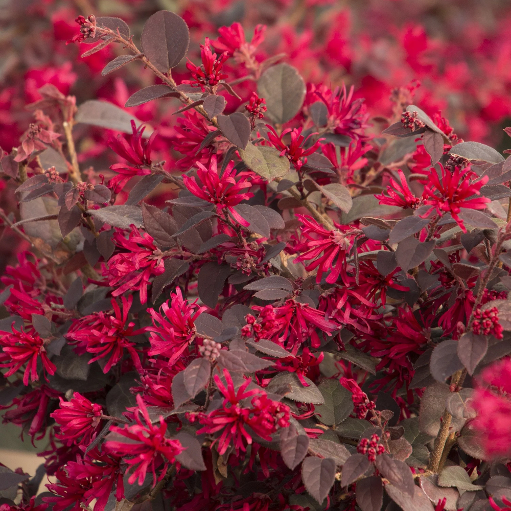 Loropetalum Ever Red Sunset