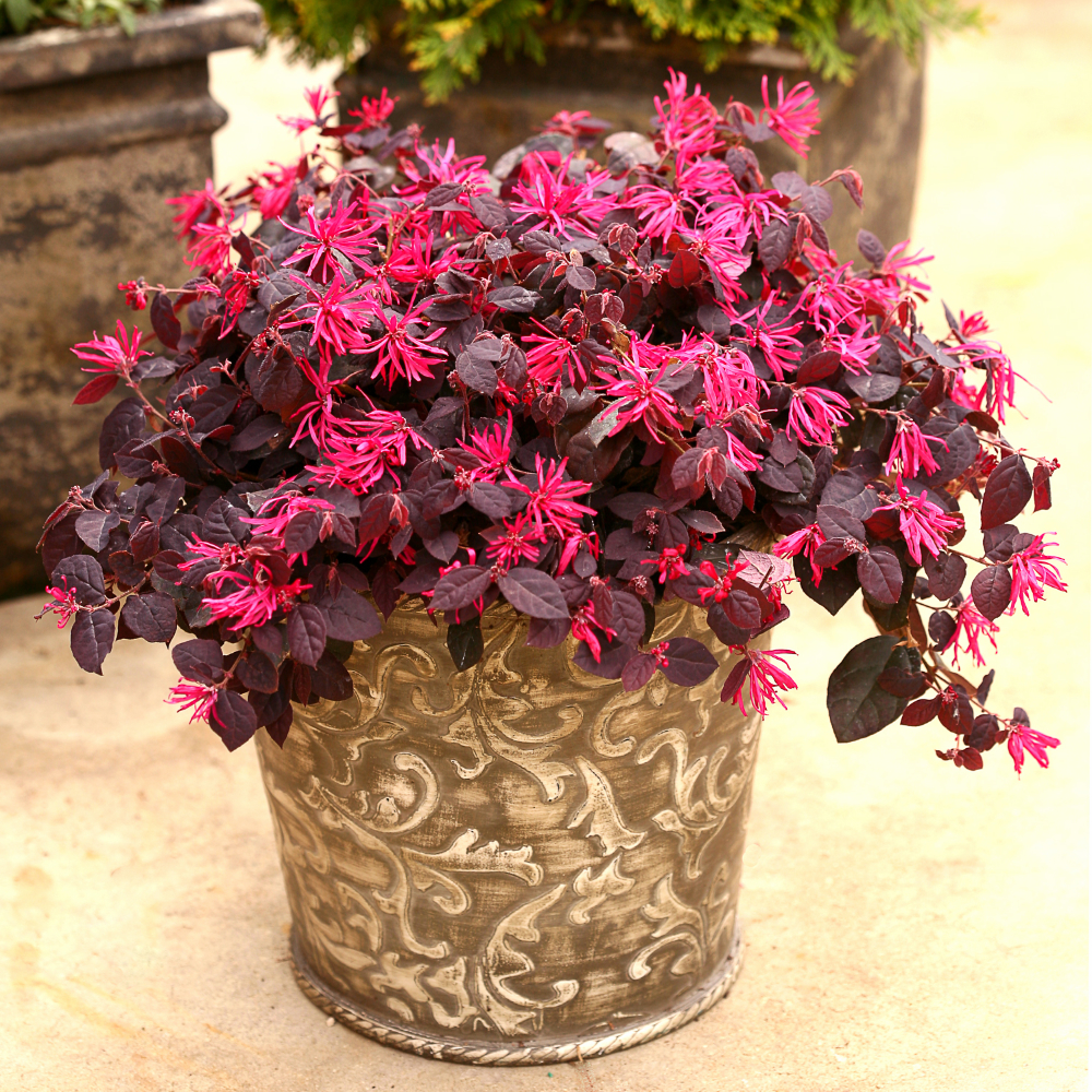 Loropetalum Jazz Hands Dwarf Pink