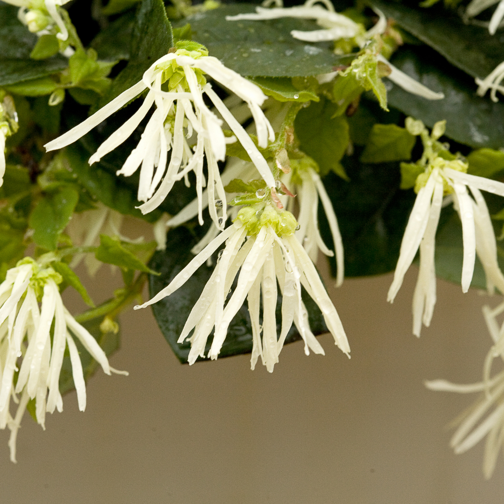 Loropetalum Jazz Hands Dwarf White