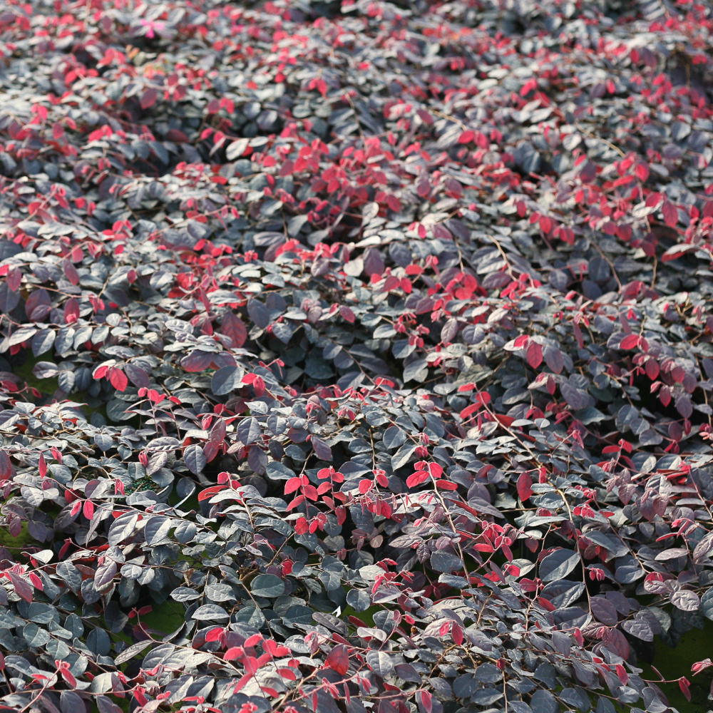 Loropetalum Jazz Hands Pink
