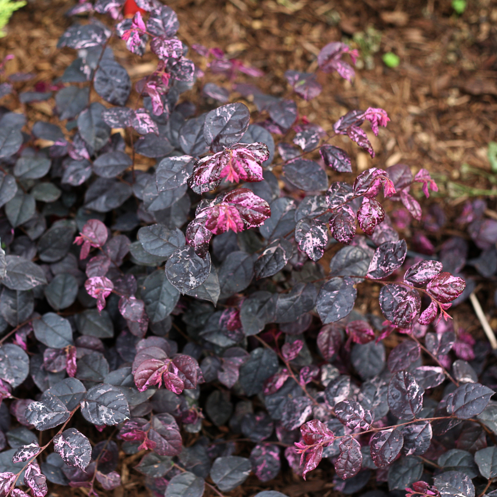 Loropetalum Jazz Hands Variegated