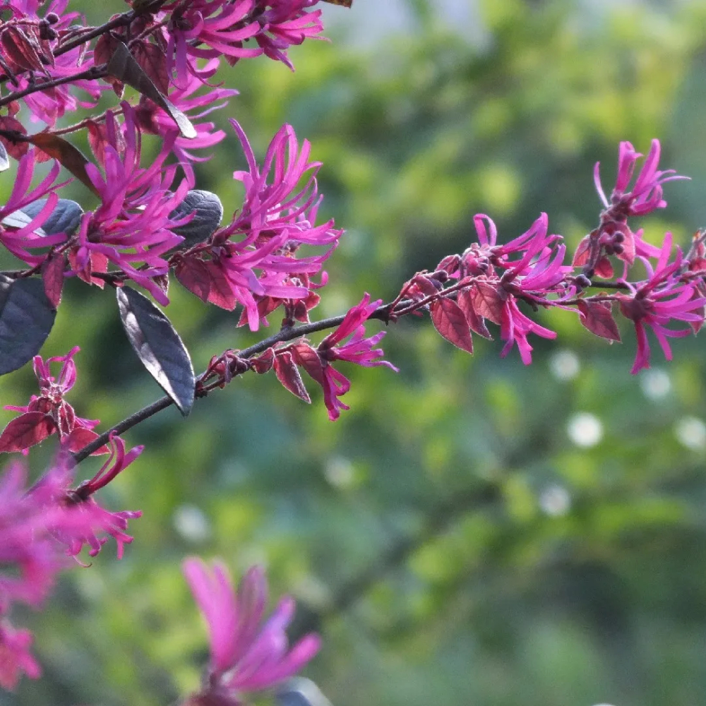 Loropetalum Purple Daydream