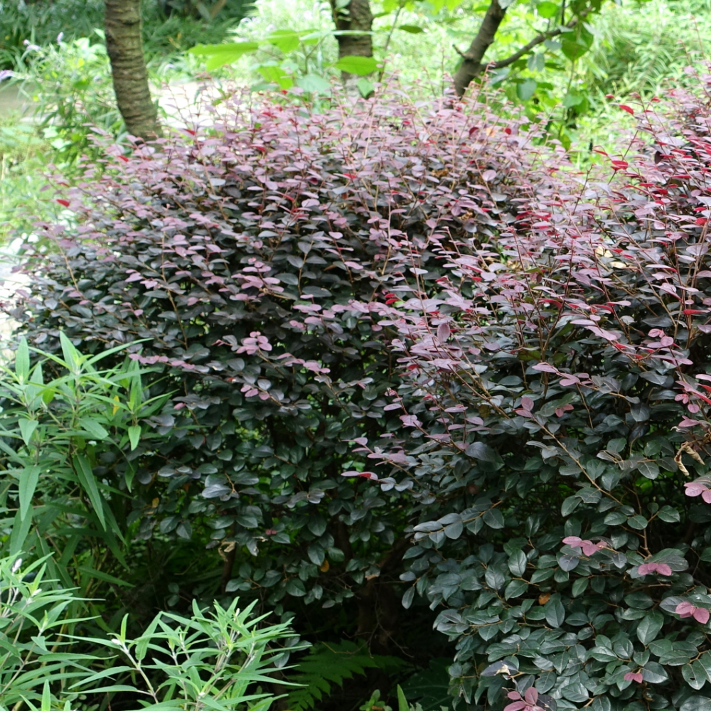 Loropetalum Ruby