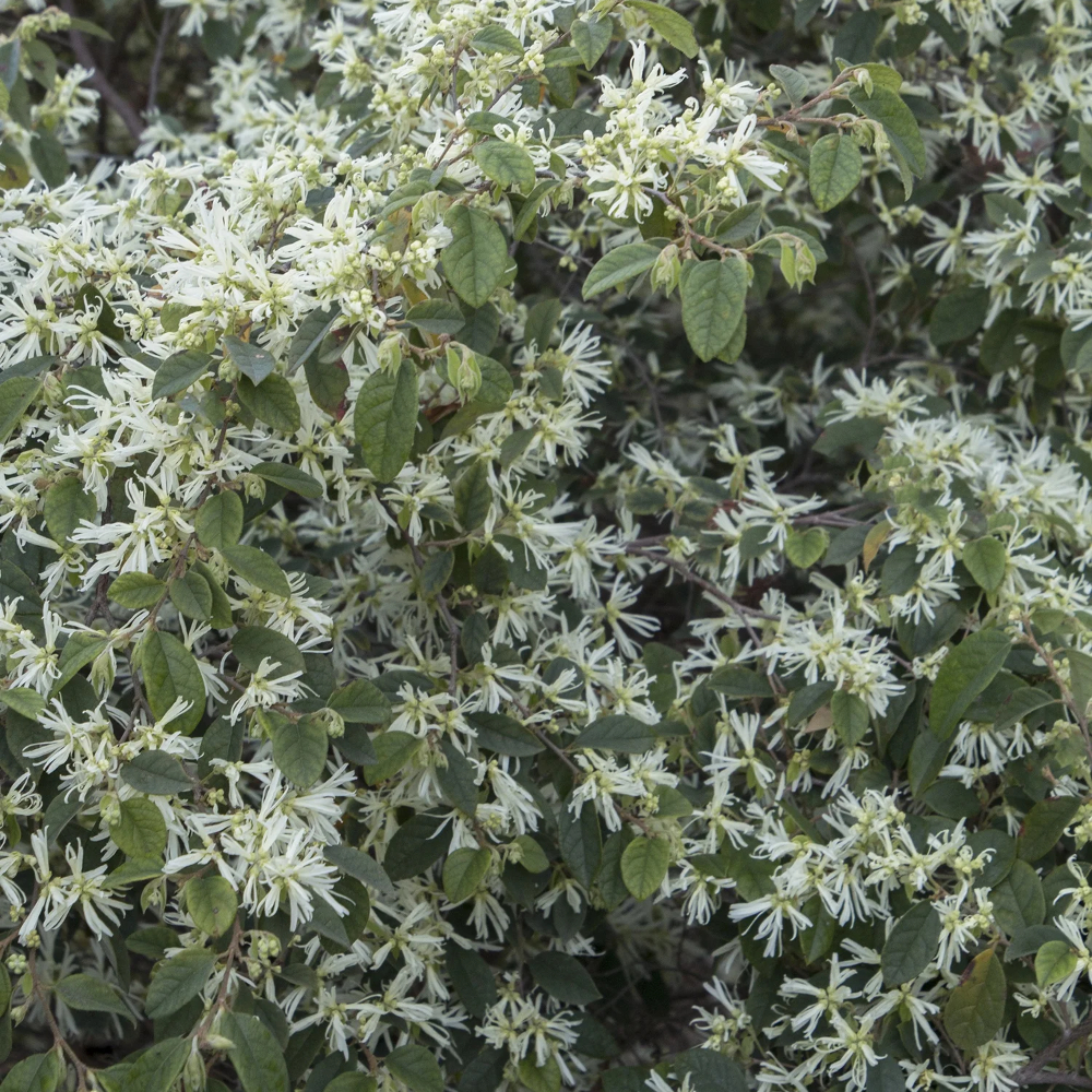 Loropetalum Snow Panda