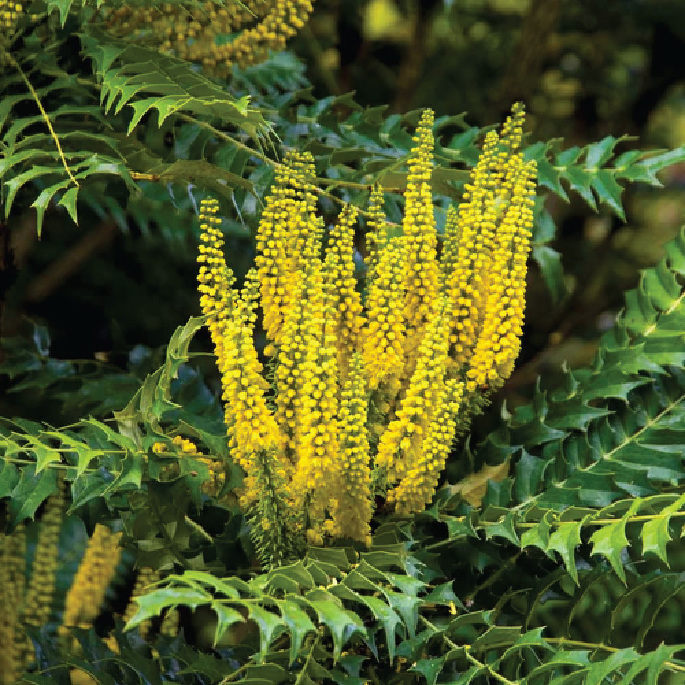 Mahonia Nahirina