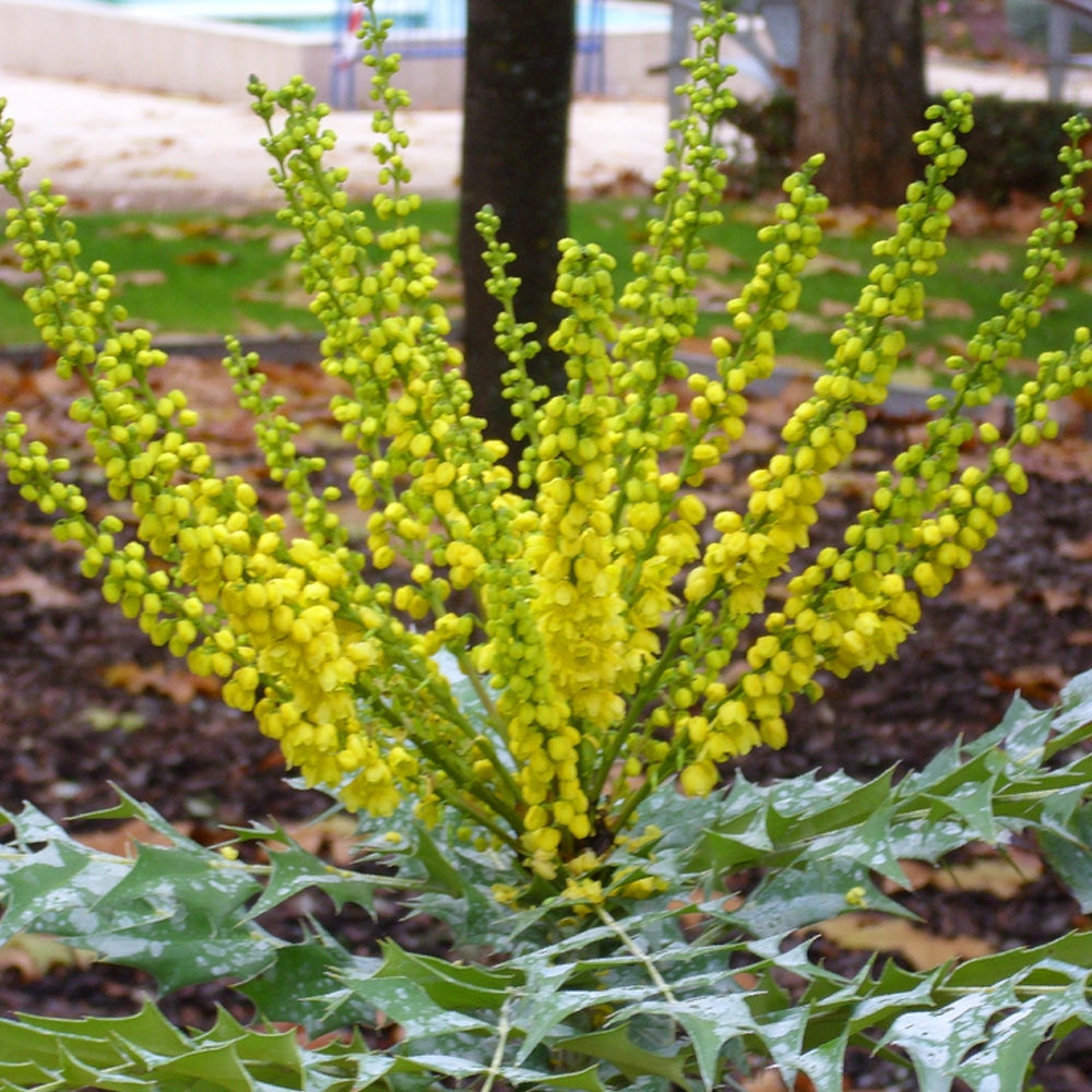 Mahonia Winter Sun