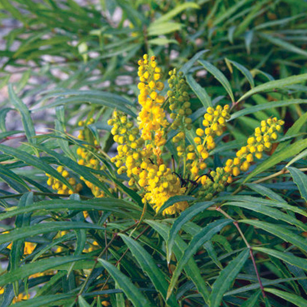 Mahonia 'Soft Caress'