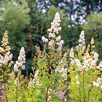 Meadowsweet Spiraea