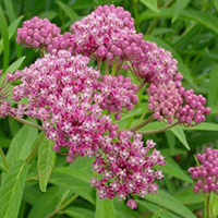 Milkweed