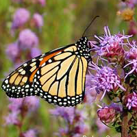 Monarchbutterfly