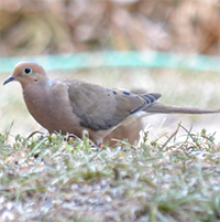 Mourning Dove