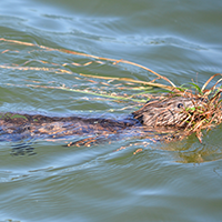 Muskrat