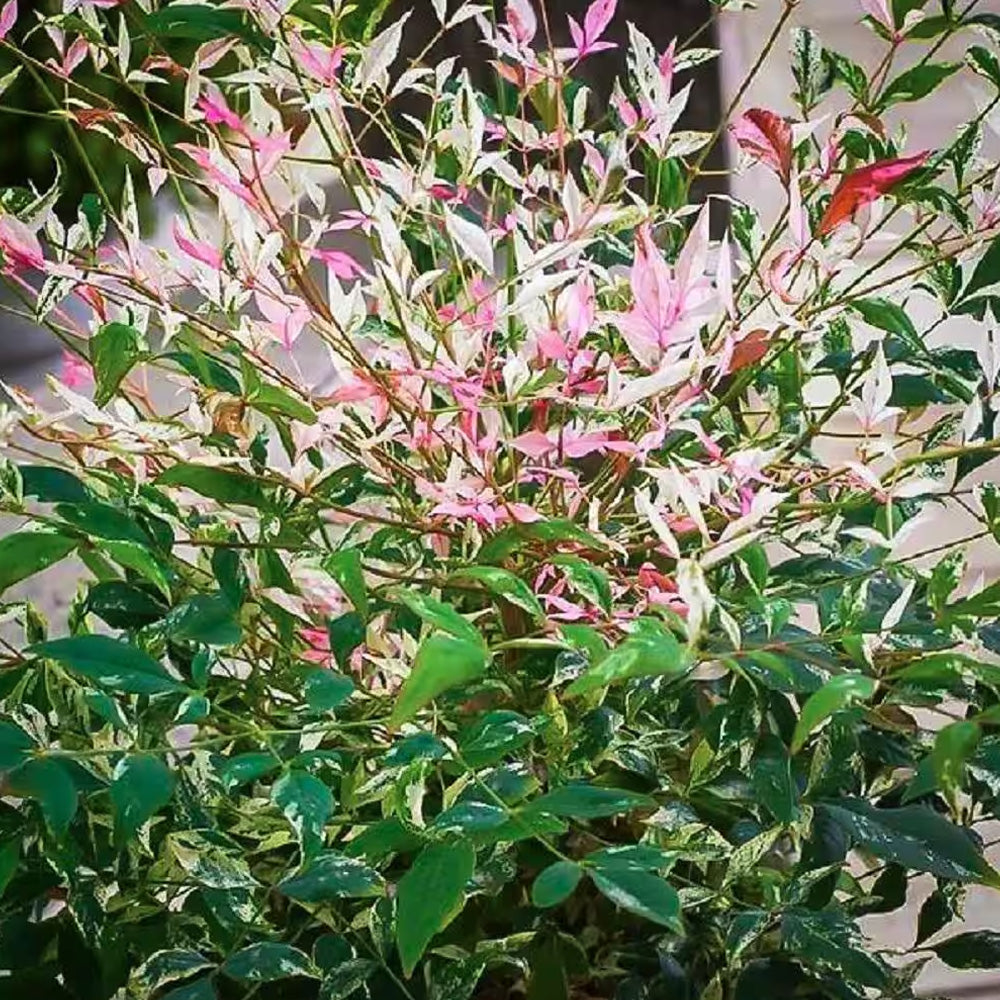 Nandina Twilight