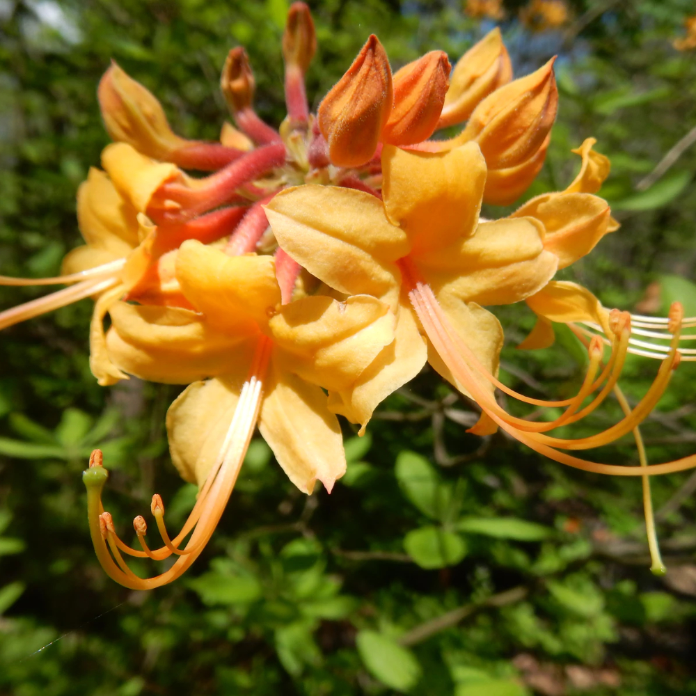 Native Azalea Flame