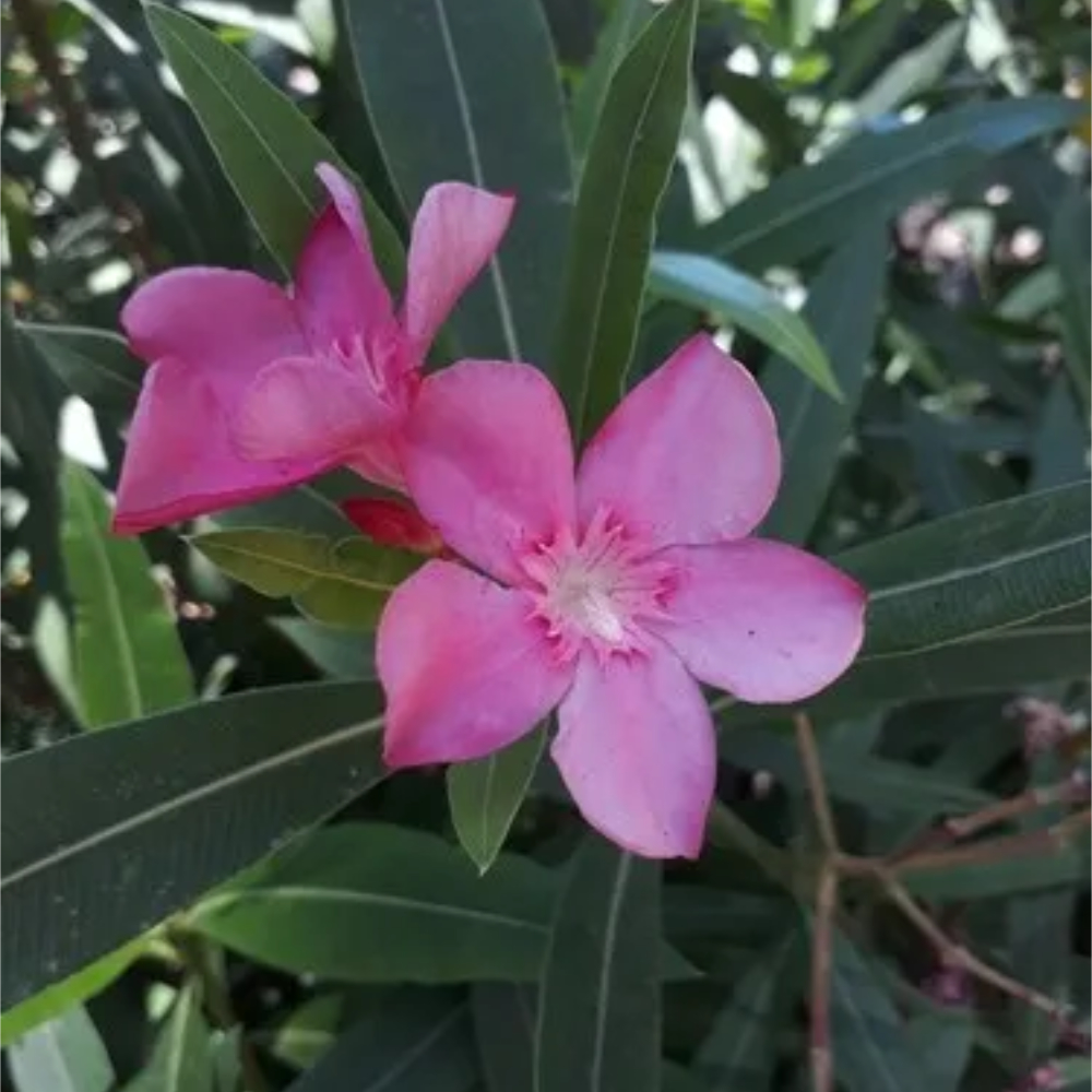 Oleander Petite Pink