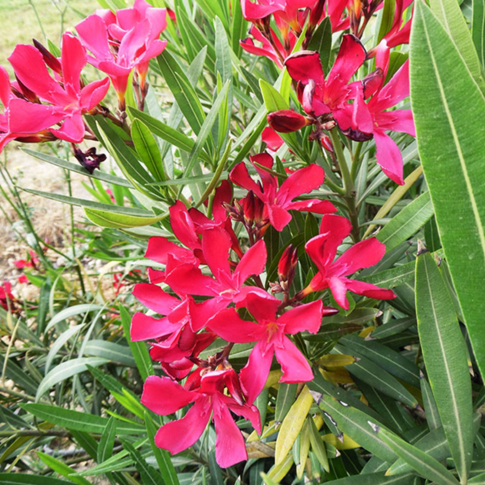Oleander Petite Red