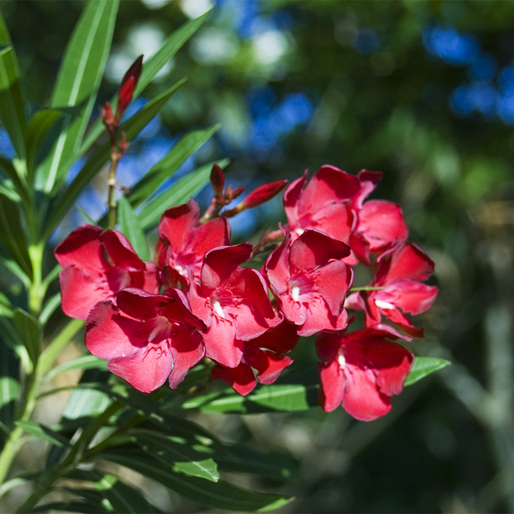 Oleander Red