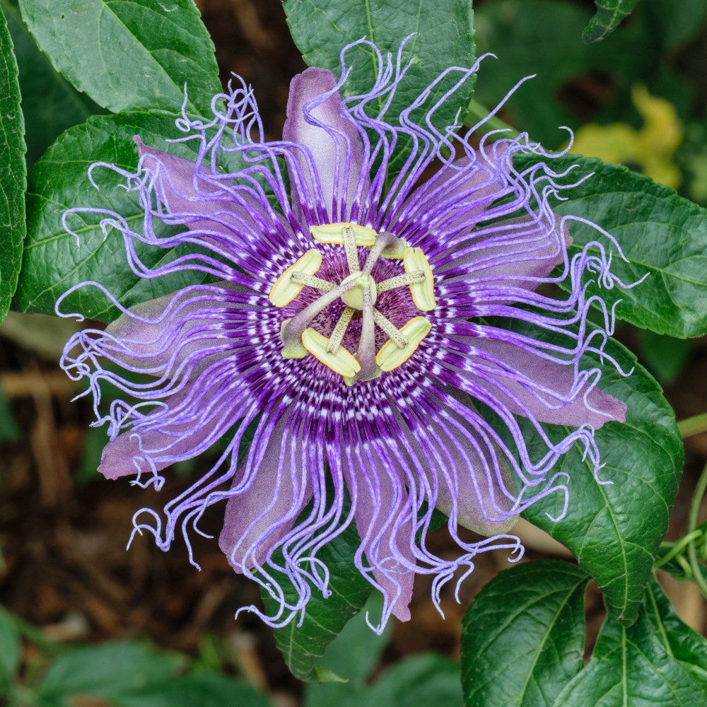 Passion Flower Incense