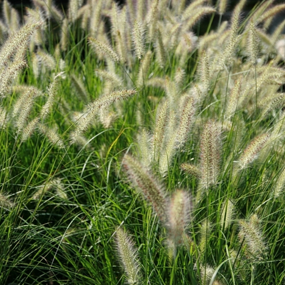 Pennisetum First Knight