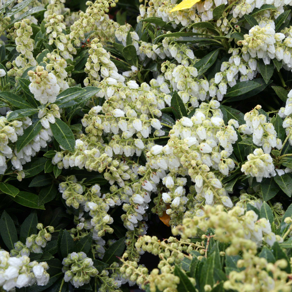 Pieris Cavatine