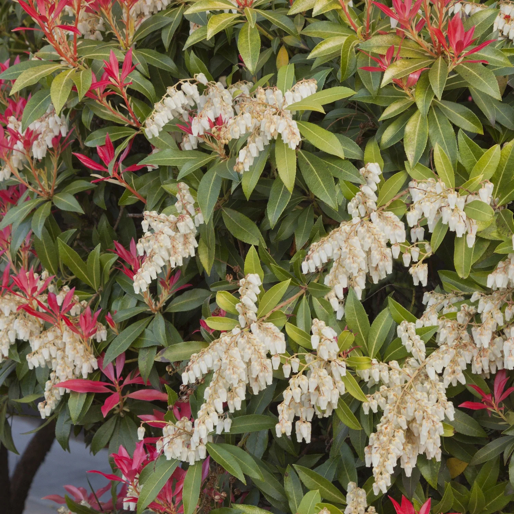 Pieris Japonica Mountain Fire