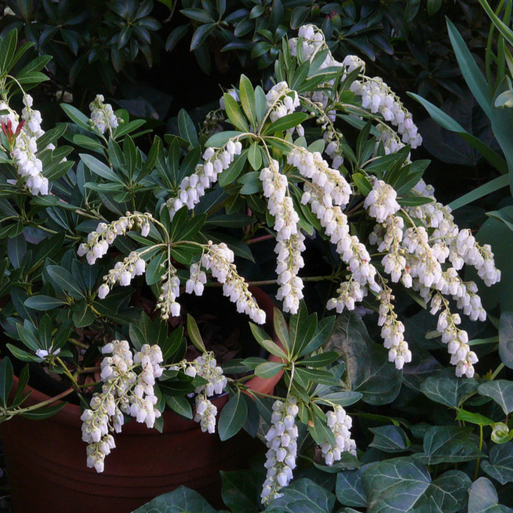 Pieris Japonica Temple Bells