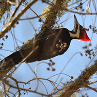 The Birds of Your Backyard