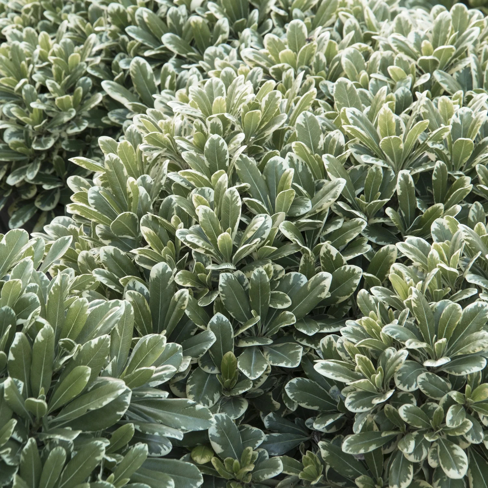 Pittosporum Cream De Mint