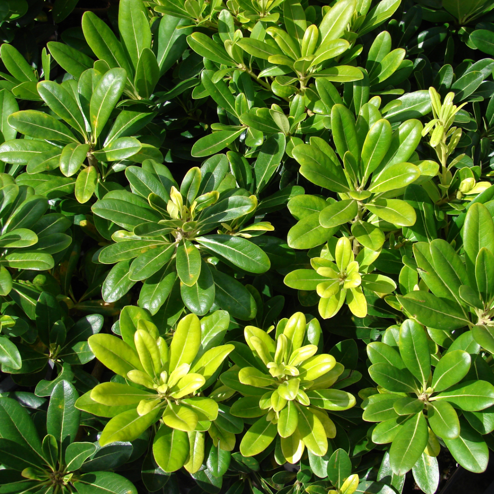 Pittosporum Green