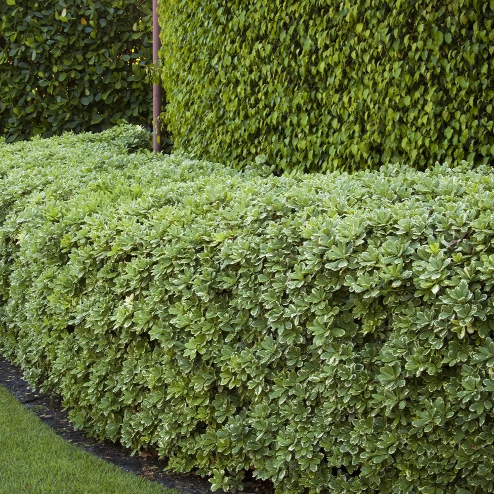 Pittosporum Variegated