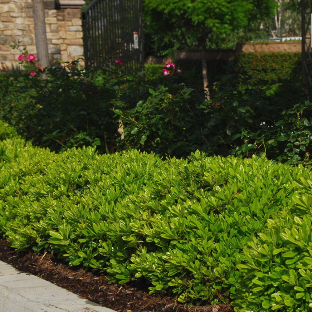 Pittosporum Wheeler's Dwarf