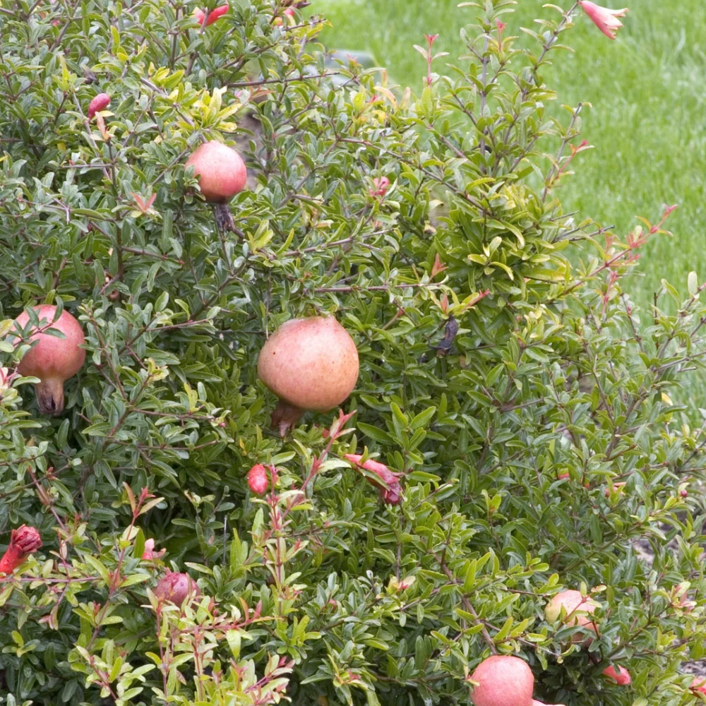 Pomegranate Ornamental