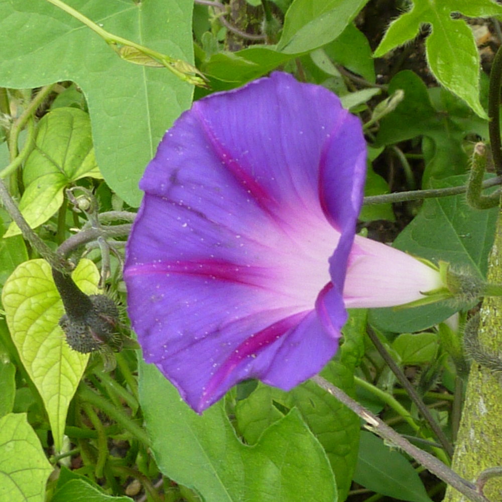 Purple Morning Glory