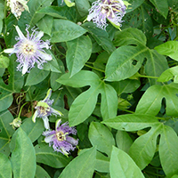 Purple Passion Flower