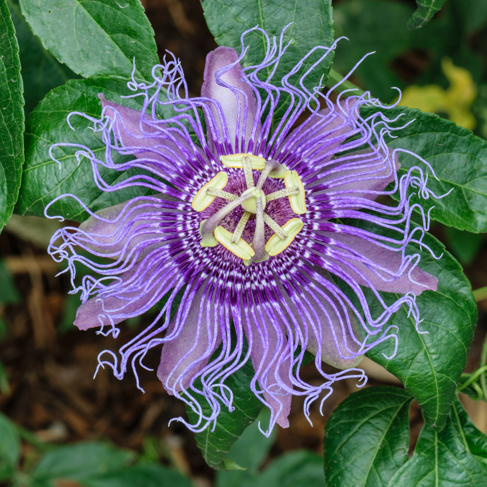 Purple Passionflower